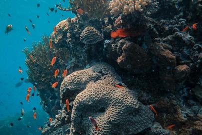 ANTALYA DENİZLERİNE YAPAY CANLILIK