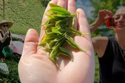 ÇAYA GİTMEMEK İÇİN DUA EDİYORDU, ŞİMDİ USTASI OLDU: TAVŞAN KANI ÇAYI BÖYLE DEMLENİR