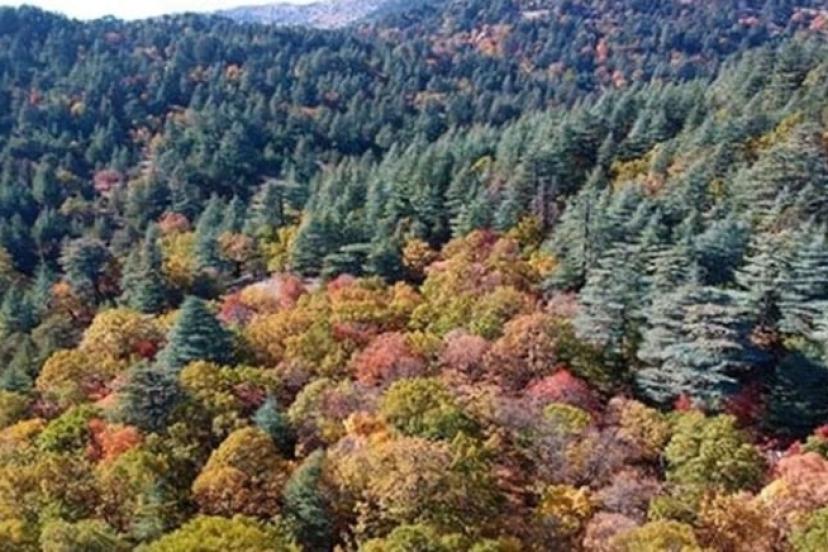 DÜNYADA TEK KASNAK MEŞESİ ORMANINA GİRİŞ CEZASI 557 BİN TL