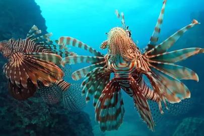 İSTİLACI TÜRLER İZLEME MERKEZİ ANTALYA’DA KURULACAK