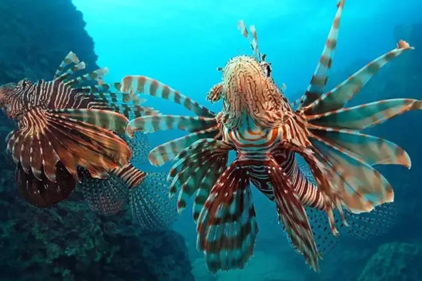 İSTİLACI TÜRLER İZLEME MERKEZİ ANTALYA’DA KURULACAK