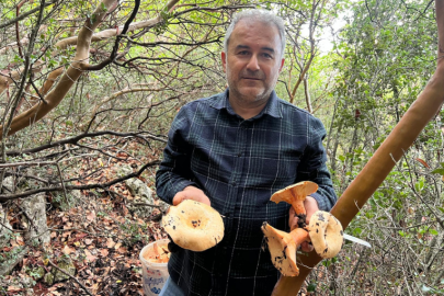 KAŞ’TA DOĞAL MANTAR SEZONU BAŞLADI: VATANDAŞIN GEÇİM KAYNAĞI OLDU
