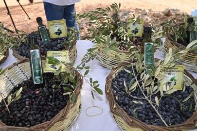 MANAVGAT’TA ZEYTİN VE ZEYTİNYAĞI ŞÖLENİ BAŞLIYOR