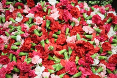 SİRTAKİDE DÖKÜLEN KARANFİL ANTALYA’DAN GİDİYOR