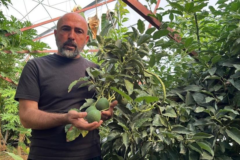 ALANYA TROPİKAL MEYVEDE ZİRVEDE