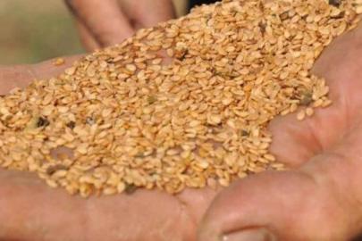 ALTIN SUSAM AB YOLUNDA