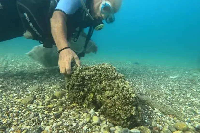ANTALYA’DA İSTİLACI TÜRLER TEHLİKESİ