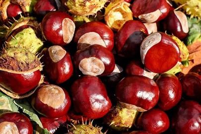 İBRADI KESTANESİNE COĞRAFİ İŞARET ADIMI