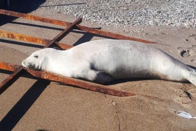 AKDENİZ FOKU BELEK SAHİLİNDE