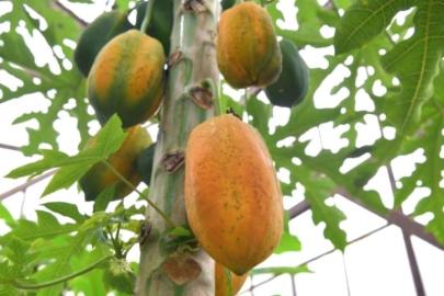 ANTALYA MODELİ ABHAZYA’DA TROPİKAL TARIM DEVRİMİ BAŞLATTI