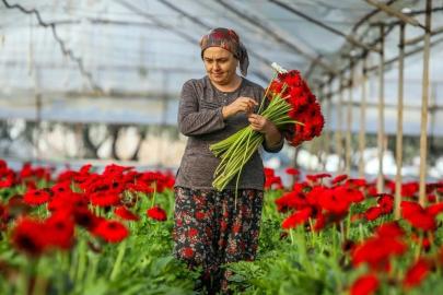 ANTALYA'DA 850 MİLYON DAL ÇİÇEK ÜRETİLDİ, YÜZDE 75'İ İHRAÇ EDİLDİ