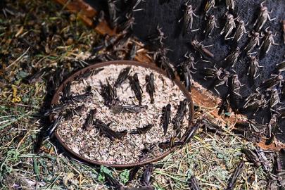 ANTALYA’DA SIRADIŞI TARIM