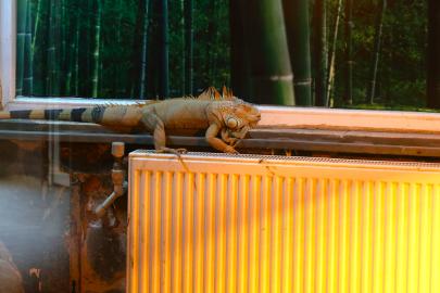 ANTALYA’DA SOĞUK GÜNLERDE CAN DOSTLARA SICAK KORUMA