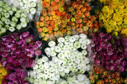 ÇİÇEK İHRACATINDA REKOR YÜKSELİŞ: 83 ÜLKEYE 160 MİLYON DOLAR