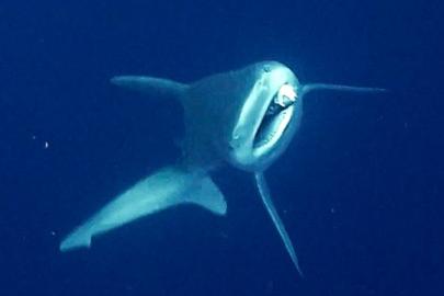 DALGIÇLAR CAMGÖZ KÖPEK BALIĞINI HAYATA BAĞLADI