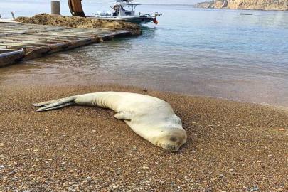 DENİZ POLİSİNDEN MAVİ VATANA CAN DOKUNUŞU