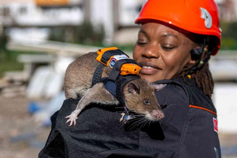 ENKAZ ALTINDA UMUT: KAHRAMAN FARELER GÖREVE HAZIR