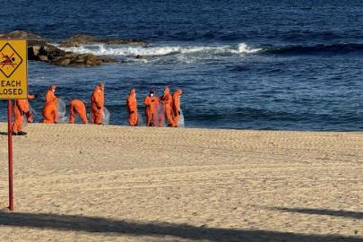 SYDNEY’DE KORKUTAN KÖPEK BALIĞI SALDIRILARI
