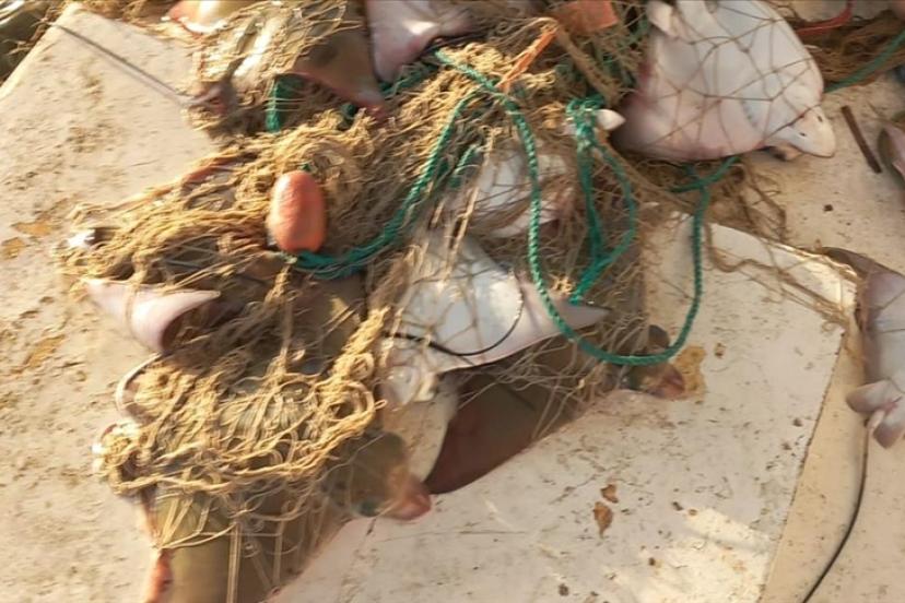 ANTALYA’DA KRİTİK TÜR SÜRÜ HALİNDE AĞA TAKILDI