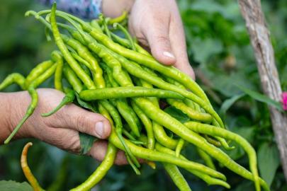 BATI AKDENİZ’DE ZİRVE BİBERİN