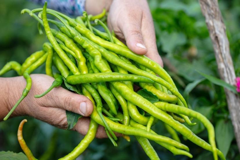 BATI AKDENİZ’DE ZİRVE BİBERİN