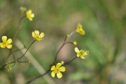 CEMRE DÜŞÜYOR, BAHAR YAKLAŞIYOR
