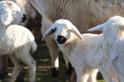 KIRSALA 100 BAŞLIK CAN SUYU