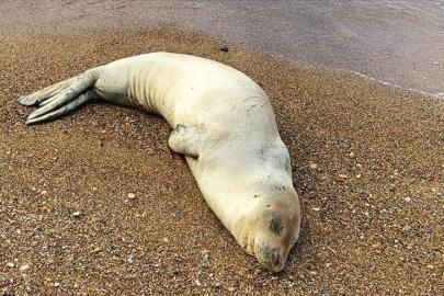 KIYIYA VURAN SESSİZ MİSAFİRLER