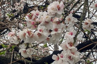 ŞUBATTA BEYAZA BÜRÜNEN BAHÇELERDE DON ALARMI