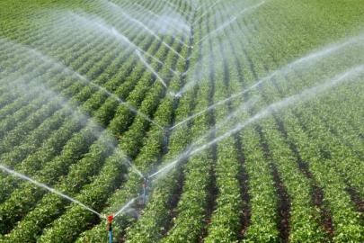 TÜRKİYE TOHUMDA KÜRESEL OYUNCU: 117 ÜLKEYE İHRACAT