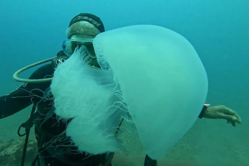 ANTALYA KÖRFEZİ’NDE DENİZANASI ALARMI