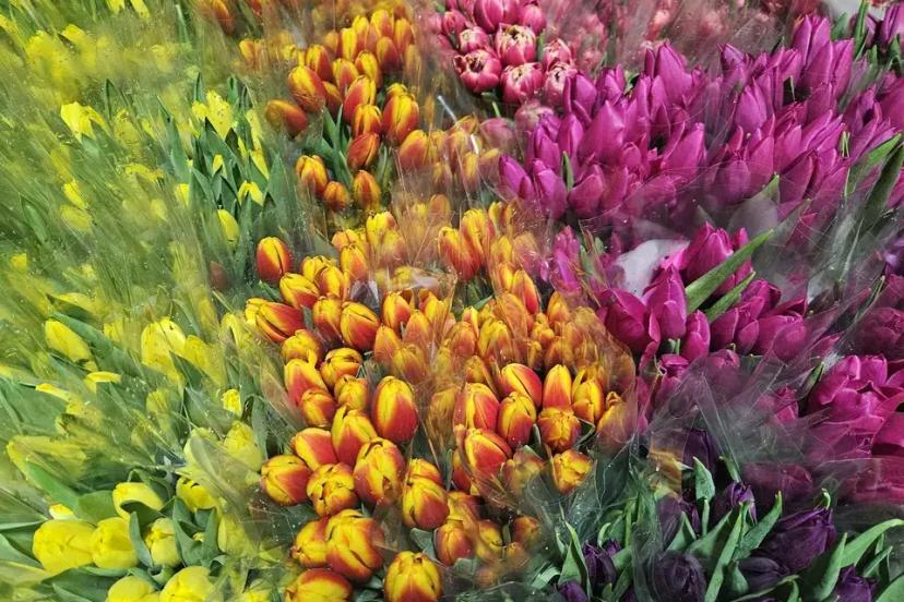 ANTALYA’DA SUDA LALER 8 MART’A HAZIR