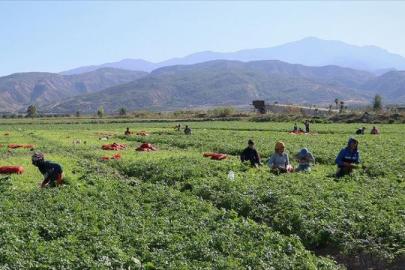 CUMHURİYET TARİHİNİN EN BÜYÜK TARIM SAYIMINDA SONA DOĞRU