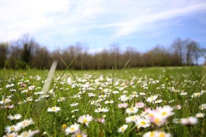 SON CEMRE TOPRAĞA DÜŞTÜ