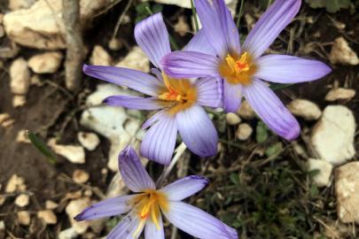 TOROS KARDELENİNE YASAL KORUMA VE KONTROLLÜ İHRACAT