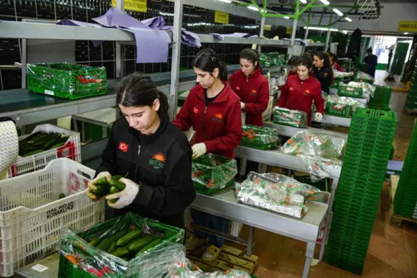 TÜRK SEBZE İHRACATI RUSYA’YA YÜKSELİŞTE