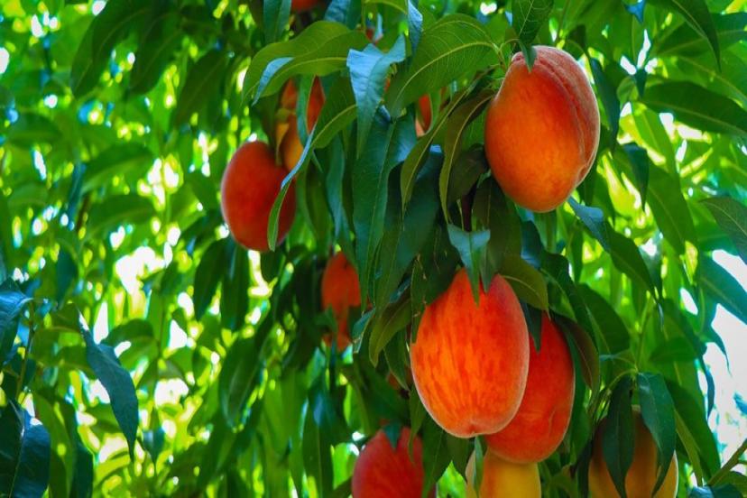 AB TESCİLLİ BURSA ŞEFTALİSİ 26 ÜLKEDEN TALEP GÖRÜYOR