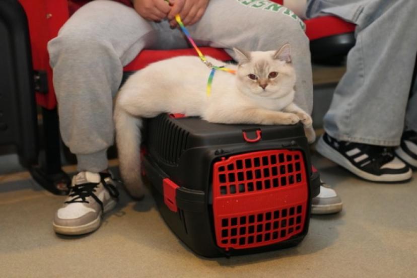 ALANYA'DA SOKAK HAYVANLARI İÇİN BİR ARAYA GELDİLER