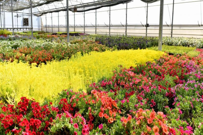 ANTALYA’DA ÇİÇEĞİN RİO KARNAVALI BAŞLIYOR