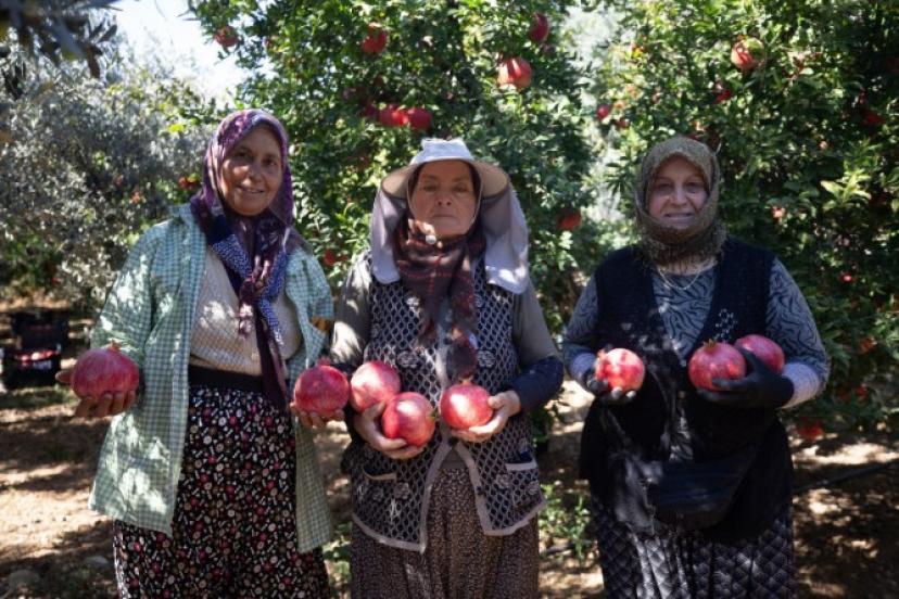 ANTALYA’DA NAR BEREKETİ İHRACATI UÇURDU