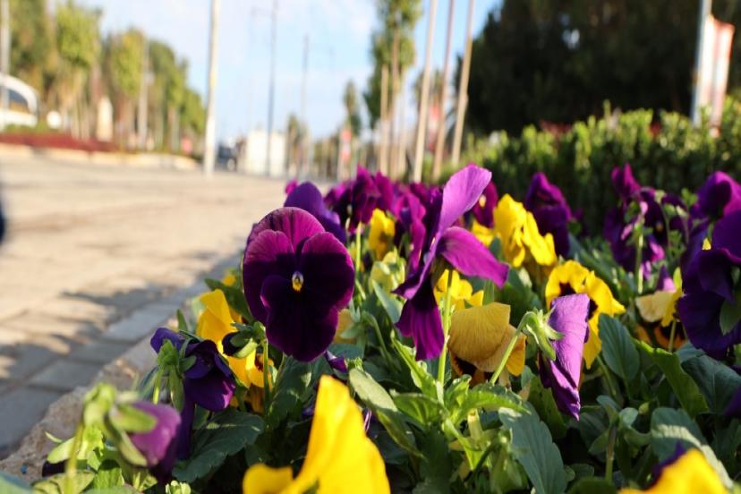 ANTALYA YAZ KIŞ RENGARENK