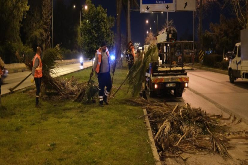 AĞAÇLARA GECE BUDAMASI