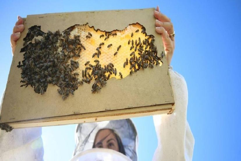 ARICILARIN HEDEFİ BAL ÜRETİMİNDE ZİRVEYE YERLEŞMEK