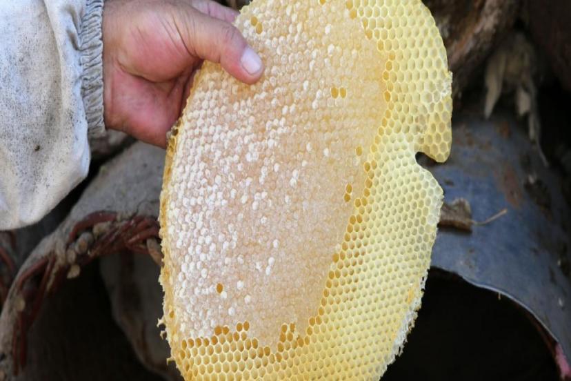 "BİTLİS BALI" TESCİLLENDİ