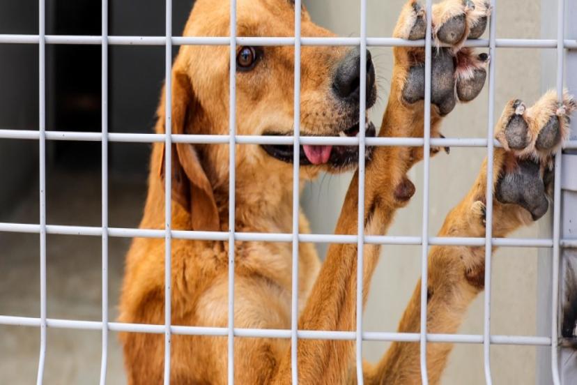 BÜYÜKŞEHİR CAN DOSTLARINI YALNIZ BIRAKMIYOR