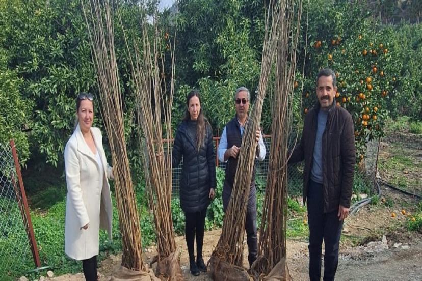 BÜYÜKŞEHİR’DEN DUT FİDANI DESTEĞİ