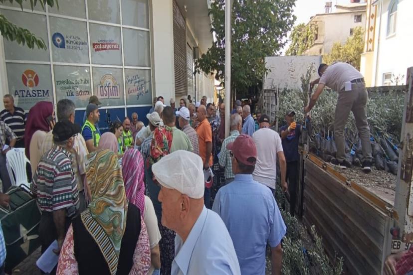 BÜYÜKŞEHİR'DEN ZEYTİN SEFERBERLİĞİ