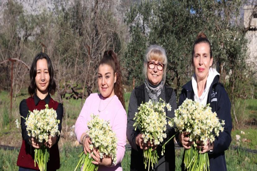 BÜYÜKŞEHİR’İN HİBE ETTİĞİ NERGİSLER YÜZLERİ GÜLDÜRÜYOR 