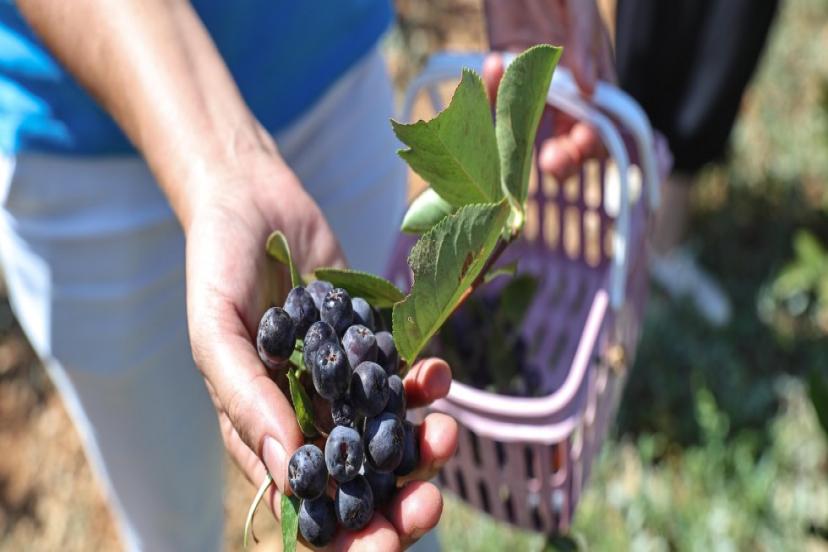 BÜYÜKŞEHİR’İN HİBELERİ ÜRETİCİNİN YÜZÜNÜ GÜLDÜRDÜ