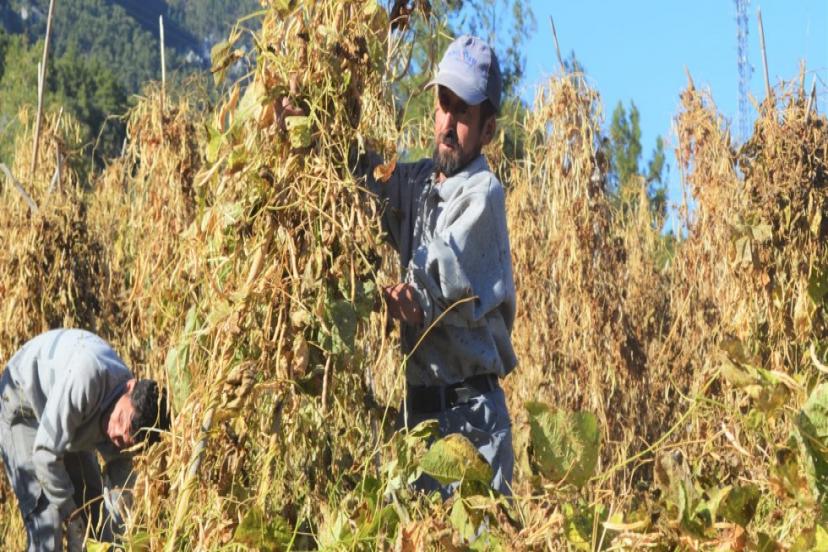 ÇANDIR FASULYESİNİN HASAT ZAMANI